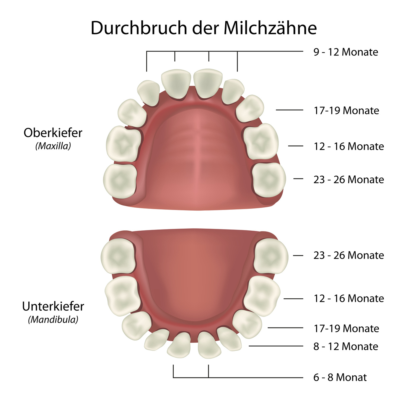 Raus weisheitszahn wächst ω Weisheitszähne